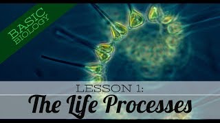 Basic Biology Lesson 1 The Life Processes GCSE Science [upl. by Beret]