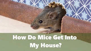 How do mice get into my house [upl. by Cozmo208]