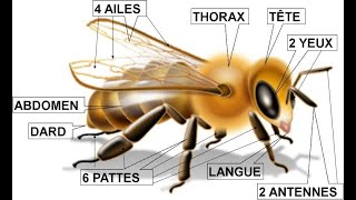 Anatomie de labeille Abeille [upl. by Ebneter]