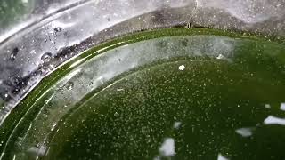 DAPHNIA MOINA CULTURE IN A SMALL BUCKET [upl. by Atoked]