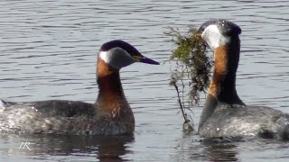 Rednecked Grebe  courtship display [upl. by Nonek]