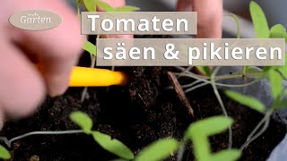 Tomaten säen und pikieren  MDR [upl. by Irme534]