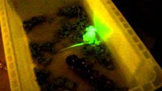 Green fluorescencing mice More details in description [upl. by Imled515]