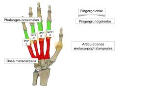 Handknochen Fingergrundgelenke wwwclipdocsde [upl. by Wixted]