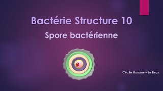 Bactérie Structure 10 SPORE BACTERIENNE [upl. by D'Arcy713]