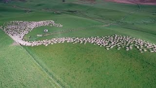 Mesmerising Mass Sheep Herding [upl. by Sirenay347]