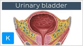 Urinary bladder function blood supply and innervation  Human Anatomy  Kenhub [upl. by Vevine]