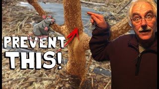 6 Ways to Protect Trees from Mice and Rabbit DAMAGE or Girdling [upl. by Calvo]