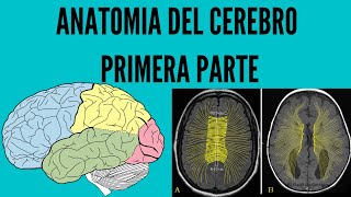 Anatomía del Cerebro Parte 1 [upl. by Ytnom]