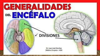 🥇 GENERALIDADES DE ENCÉFALO Anatomía Divisiones  Partes ¡Explicación Sencilla [upl. by Arral886]