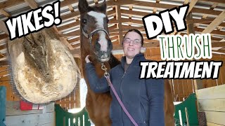 DIY Thrush and White Line Treatment for Horse Hooves Equestrian Hack [upl. by Lekcar]