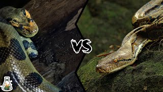 GREEN ANACONDA VS RETICULATED PYTHON  Who is the king of the snakes [upl. by Ainosal846]