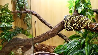 CARPET PYTHON SETUP AND CARE [upl. by Templia]