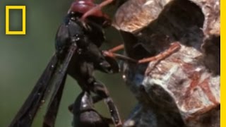 Paper Wasp vs Army Ant Horde  National Geographic [upl. by Ellehcram]