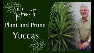 How to Prune and Plant Yuccas [upl. by Elpmet157]