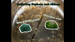 How To Culture Daphnia and Moinas using Green Water Spirulina powder [upl. by Adlen]