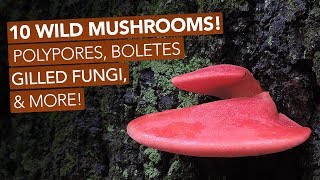 10 Wild Mushrooms Polypores Boletes Gilled Fungi amp More [upl. by Yrovi]