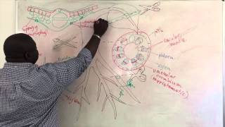 Xylem and Phloem Structure [upl. by Adalie]