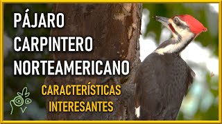 Pajaro Carpintero Norteamericano Caracteristicas interesantes [upl. by Alrak]