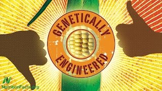 Are GMOs Safe The Case of BT Corn [upl. by Kirre]