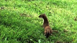 Weasel War Dance [upl. by Mcconnell]