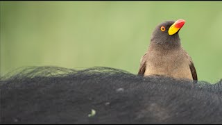 Oxpecker Natures Bug Remover [upl. by Ainad]