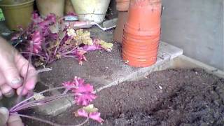 Propagating Heucheras from old plants [upl. by Maxie]