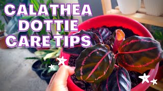 Calathea Dottie Plant Care Tips [upl. by Sherri]