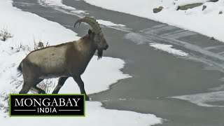 Himalayan ibex Indias large wild goat [upl. by Aeslahc]