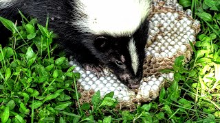 SKUNK vs HORNETS nest Yellow Jackets Wasps Nest Destroyed [upl. by Lyrehs]