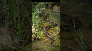 Reticulated python [upl. by Adnohsor172]