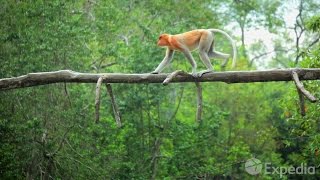 Labuk Bay Proboscis Monkey Sanctuary  City Video Guide [upl. by Paryavi]