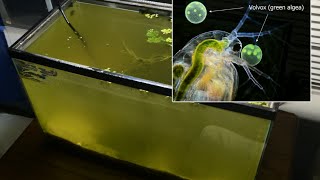 Raising Daphnia for the Freshwater Aquarium [upl. by Eilla]