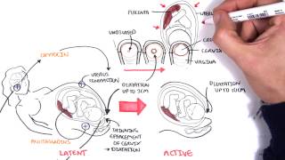 Obstetrics  Stages of Labour [upl. by Vasili]