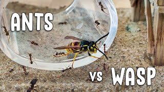 EPIC BATTLE  tiny ants vs WASP happy ending [upl. by Dez]