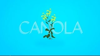 What is Canola [upl. by Odlaner]