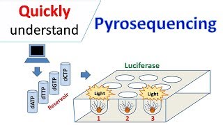 Pyrosequencing [upl. by Latashia532]