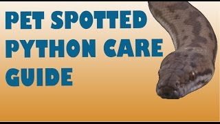 Spotted Python Care Guide [upl. by Atinehc105]