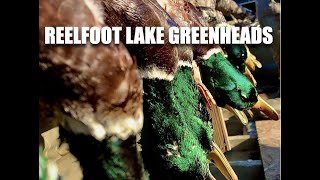 Hunting The Legendary REELFOOT LAKE [upl. by Alexei]