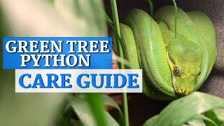 Green Tree Python InDepth Care Guide [upl. by Emie]