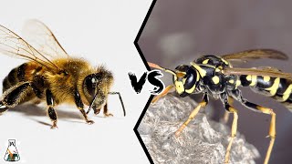 BEE VS WASP  Which is Deadlier [upl. by Naeerb293]