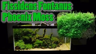 How To Grow Aquarium Moss amp Liverwort Fissidens Phoenix Moss part 2 [upl. by Zischke]