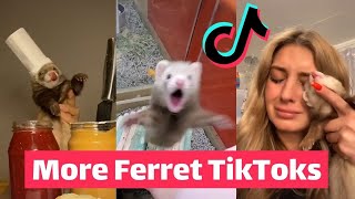 FERRETS Taking Over TikTok  FUNNIEST Trending [upl. by Ethelda]