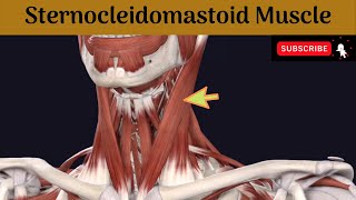 Sternocleidomastoid muscle  Attachment  Nerve Supply  Action  Relations [upl. by Airotkciv718]