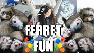 INSANE Ferret Fun SPOILING My Cute Pet Ferrets [upl. by Aneel]