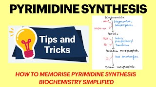 Pyrimidine synthesis  Pyrimidine metabolism  Pyrimidine synthesis mnemonic  Biochemistry MBBS [upl. by Aielam]