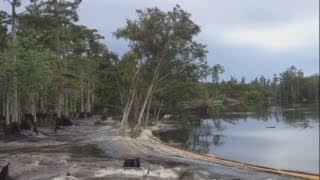 Sinkhole swallows trees whole in Louisiana swamp [upl. by Alage757]