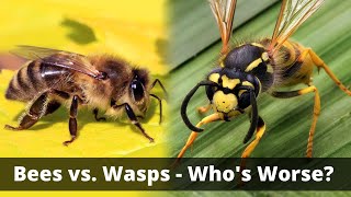 Wasps vs Bees Whos The Bigger Threat [upl. by Myca]