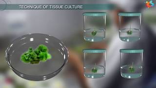 Tissue Culture [upl. by Wyndham721]