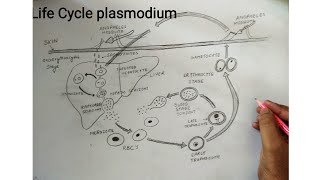 how to draw life cycle of plasmodium vivax [upl. by Briney]